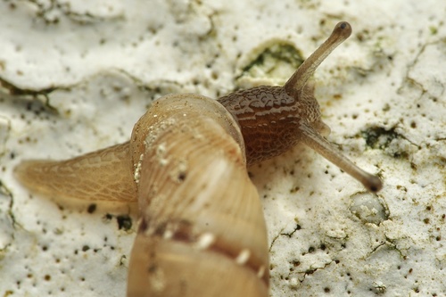 Cliveden Snail