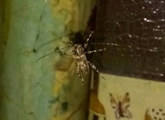 Aegomorphus jaspideus