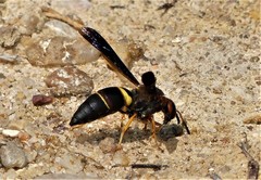 Euodynerus crypticus