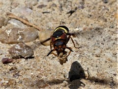 Euodynerus crypticus