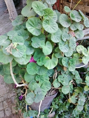 Pelargonium × hybridum