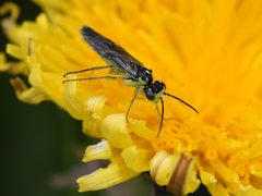 Rhogogaster picta
