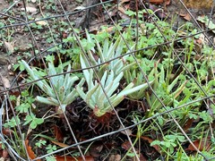 Dudleya virens hassei