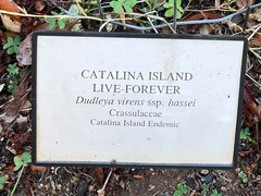 Dudleya virens hassei