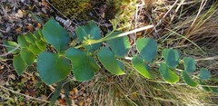 Gingidia montana