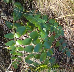 Gingidia montana