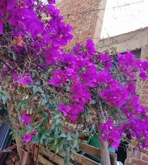 Bougainvillea