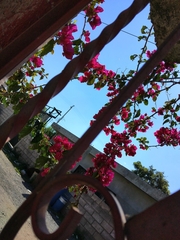 Bougainvillea