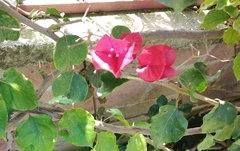 Bougainvillea