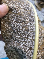 Coleosporium plumeriae