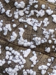 Coleosporium plumeriae