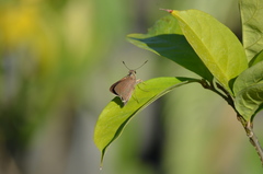 Asbolis capucinus