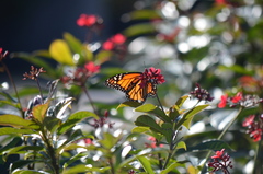Danaus plexippus