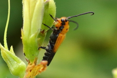 Nupserha basalis apicalis