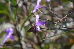 Asbolis capucinus