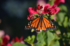 Danaus plexippus