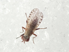 Pherbellia schoenherri