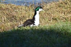 Anas platyrhynchos domesticus