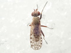 Pherbellia schoenherri