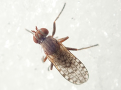 Pherbellia schoenherri