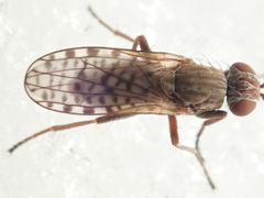 Pherbellia schoenherri