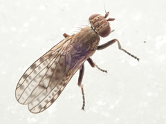 Pherbellia schoenherri