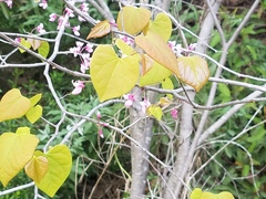 Cercis occidentalis