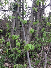 Ulmus