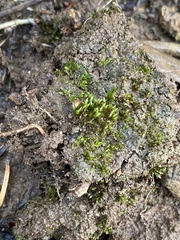Imbribryum subapiculatum