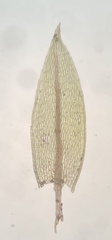 Imbribryum subapiculatum