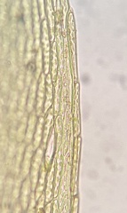 Imbribryum subapiculatum