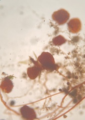 Imbribryum subapiculatum