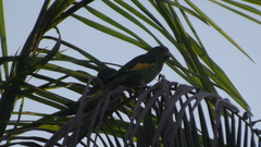 Brotogeris versicolurus