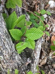 Ulmus