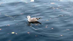 Larus