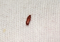 Diaperinae