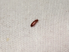 Diaperinae