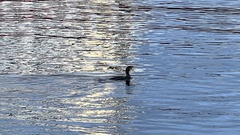 Phalacrocorax carbo