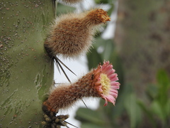 Neoraimondia herzogiana