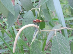 Erythrodiplax avittata
