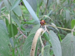 Erythrodiplax avittata