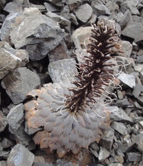 Notothlaspi rosulatum