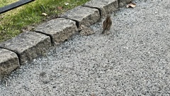 Passer domesticus