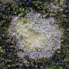 Lecanora barkmaniana