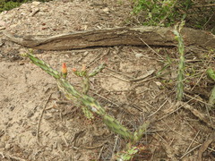 Opuntia anacantha