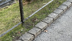 Passer domesticus