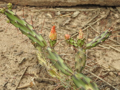 Opuntia anacantha