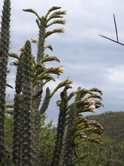 Harrisia tetracantha