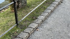 Passer domesticus
