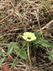 Pavonia cancellata